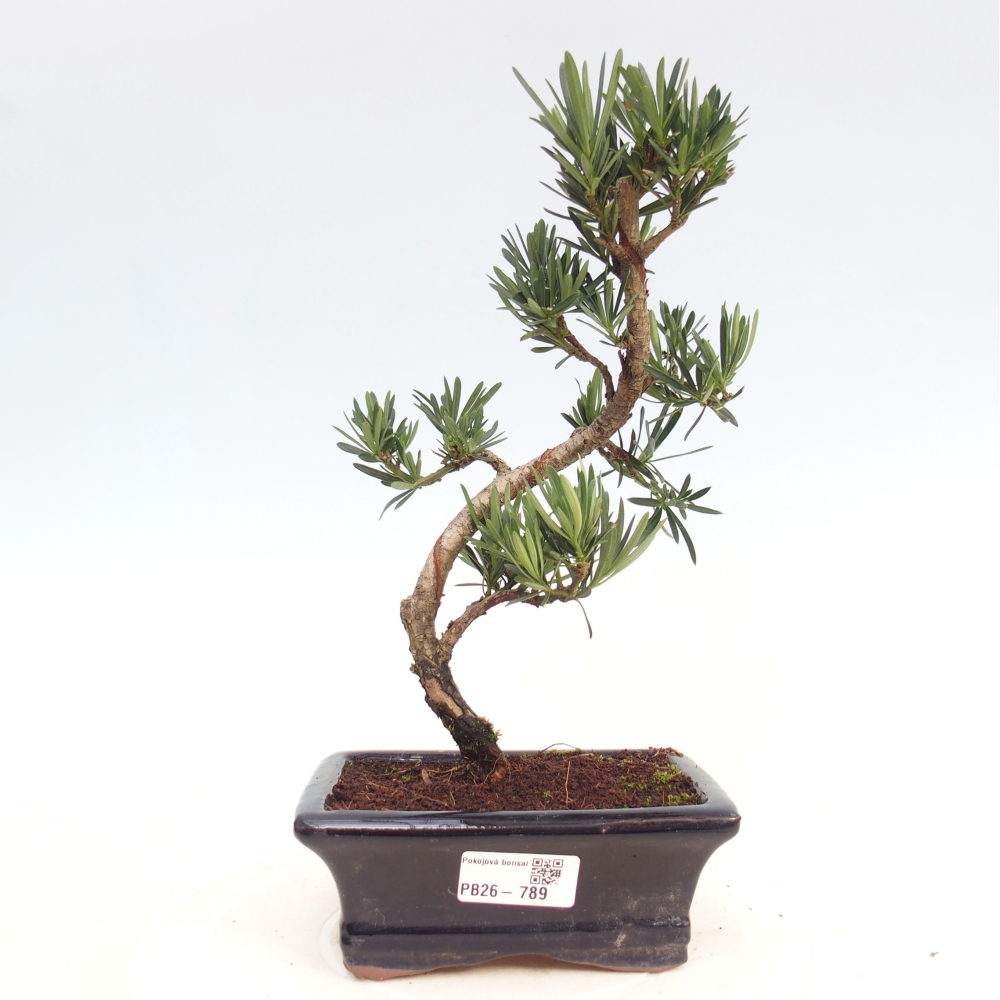 Camera bonsai - Podocarpus - Tasso delle pietre