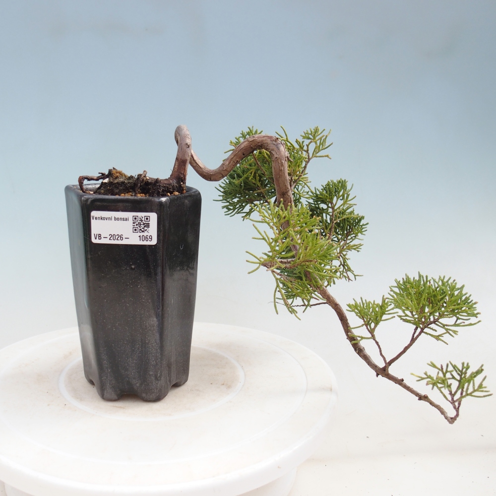 Bonsai da esterno - Juniperus chinensis Kishu