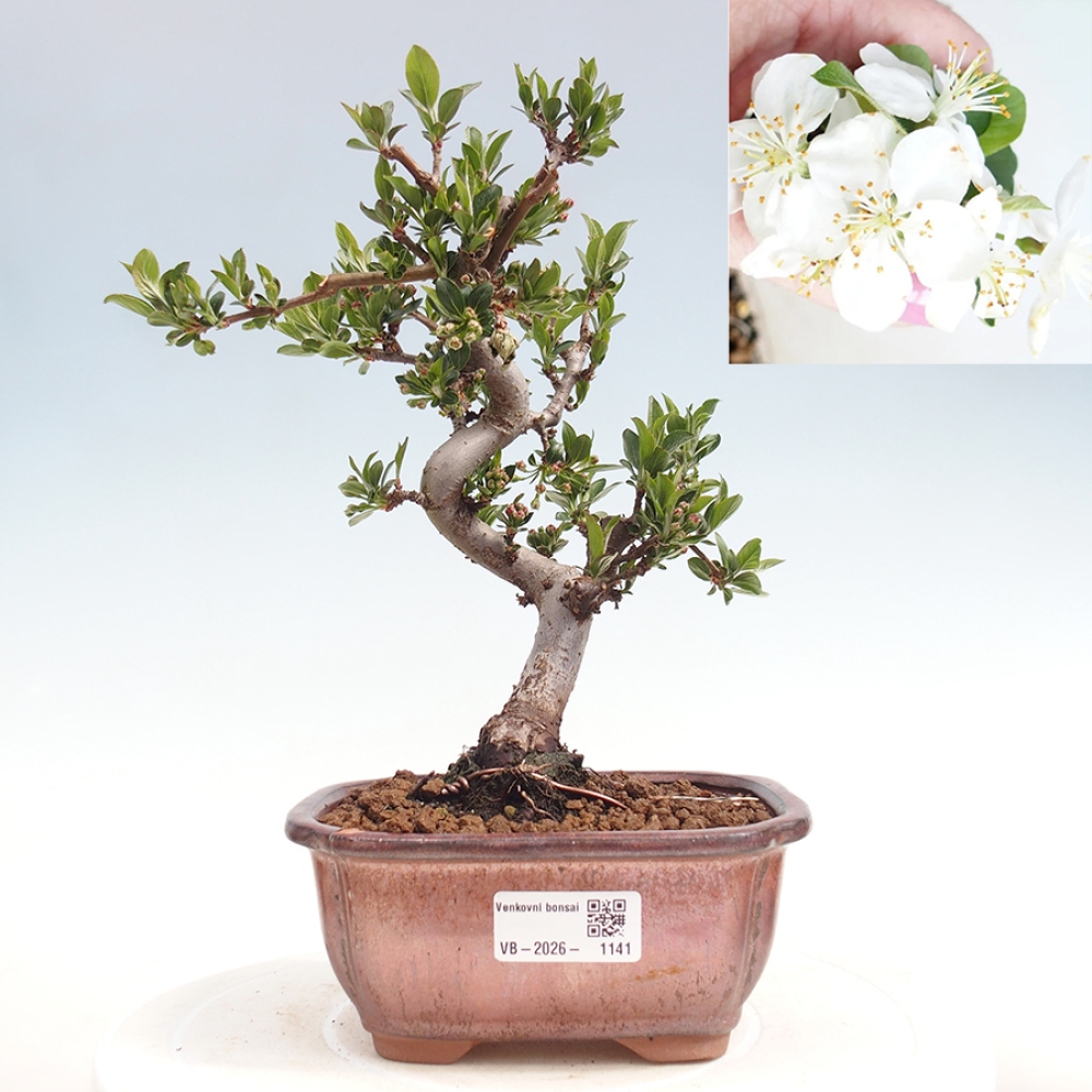 Bonsai da esterno - Malus sargentii - Melo a frutto piccolo