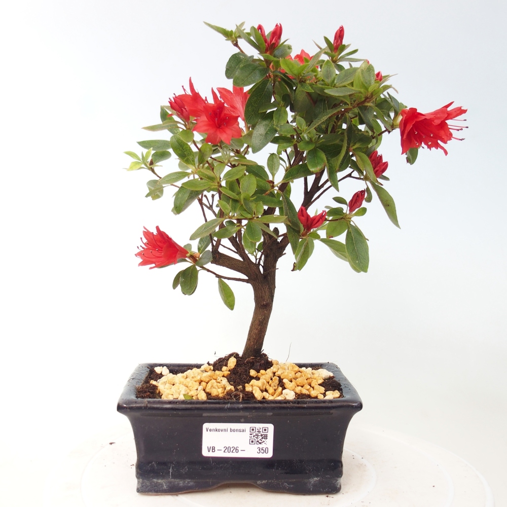 Bonsai da esterno - Azalea giapponese - Azalea sp.