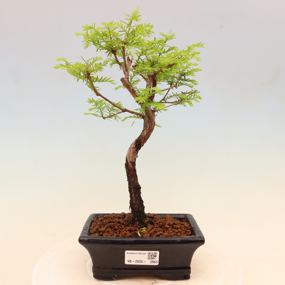 Bonsai da esterno - Metasequoia glyptostroboides - Metasequoia cinese