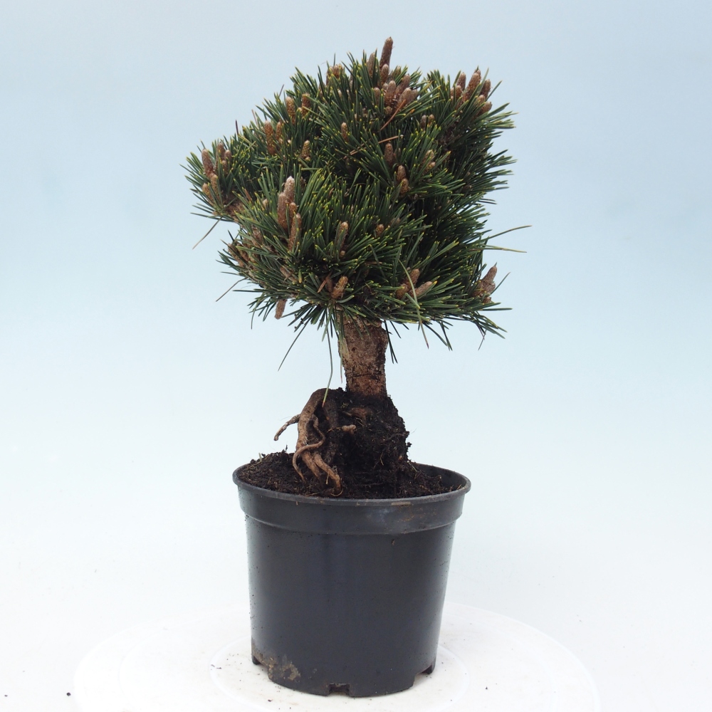 Bonsai da esterno - Pinus thunbergii senjyumaru - Pino di Thunberg