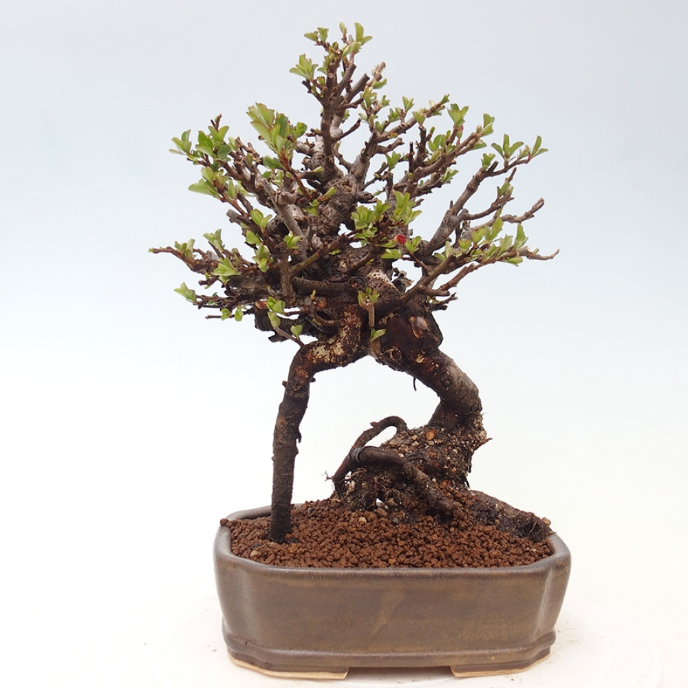 Bonsai da esterno - Chaneomeles speciosa - Cotogno