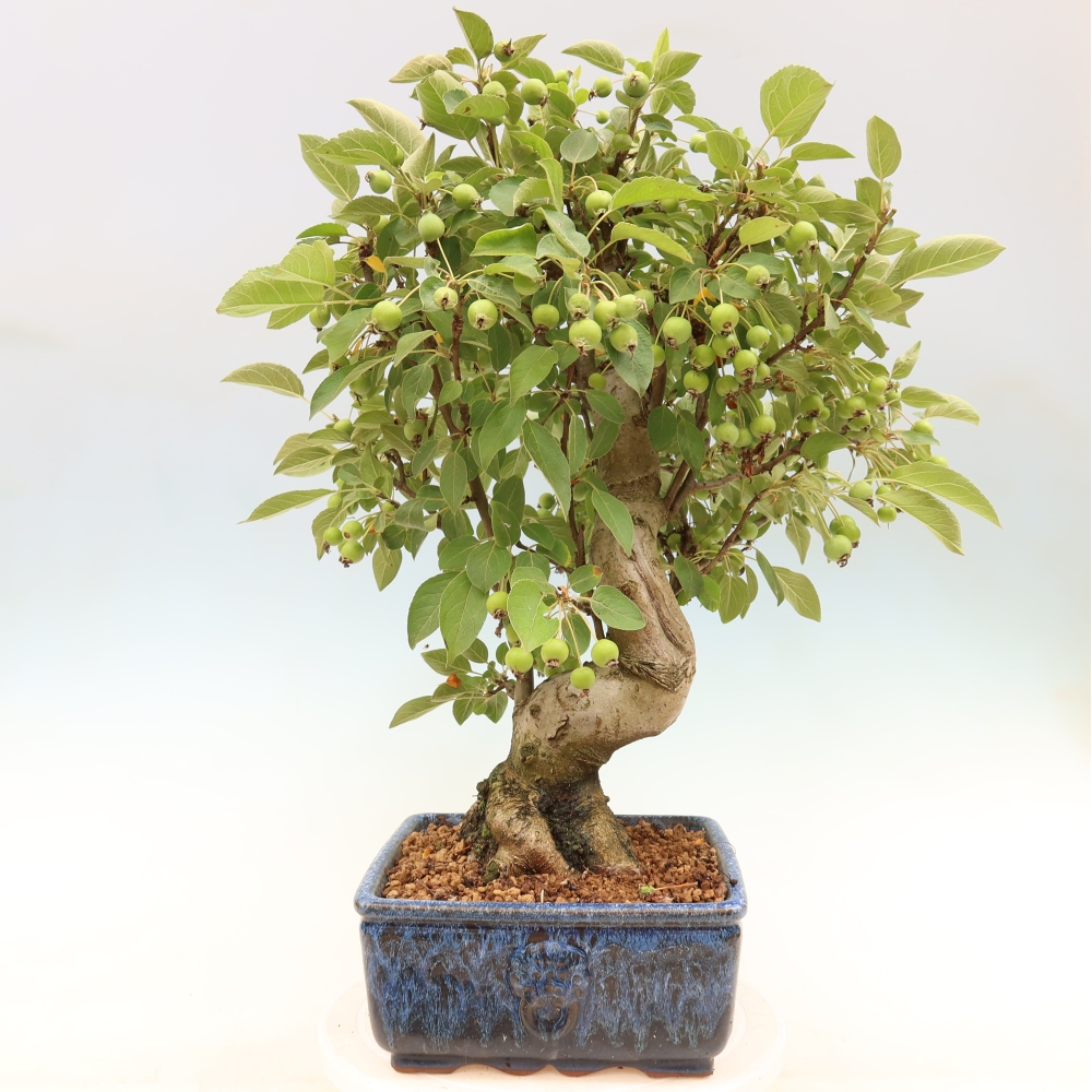 Bonsai da esterno -Malus halliana - Melo a frutto piccolo