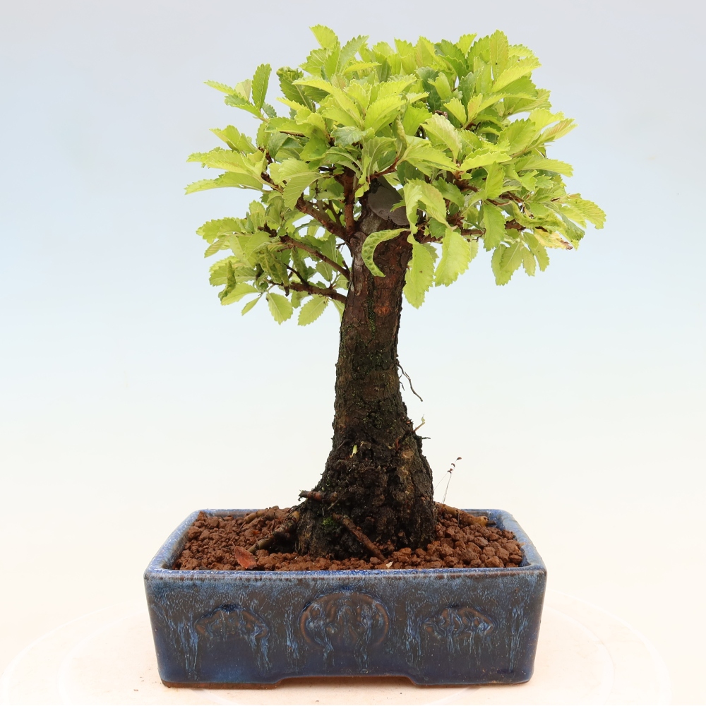 Bonsai da esterno - Zelkova - Zelkova NIRE