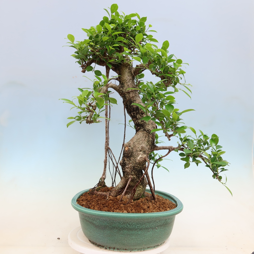 Camera bonsai - Ficus kimmen - ficus a foglie piccole