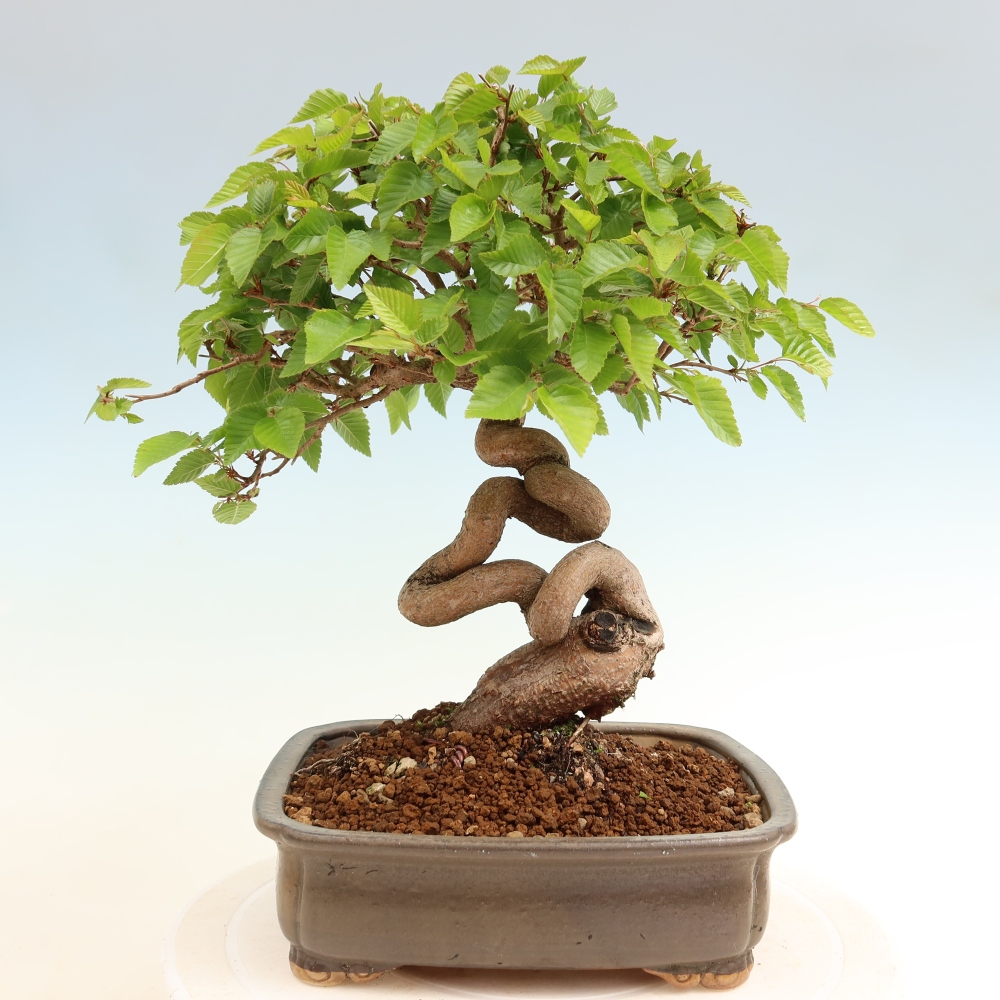 Bonsai da esterno -Carpinus Coreana - Carpino coreano
