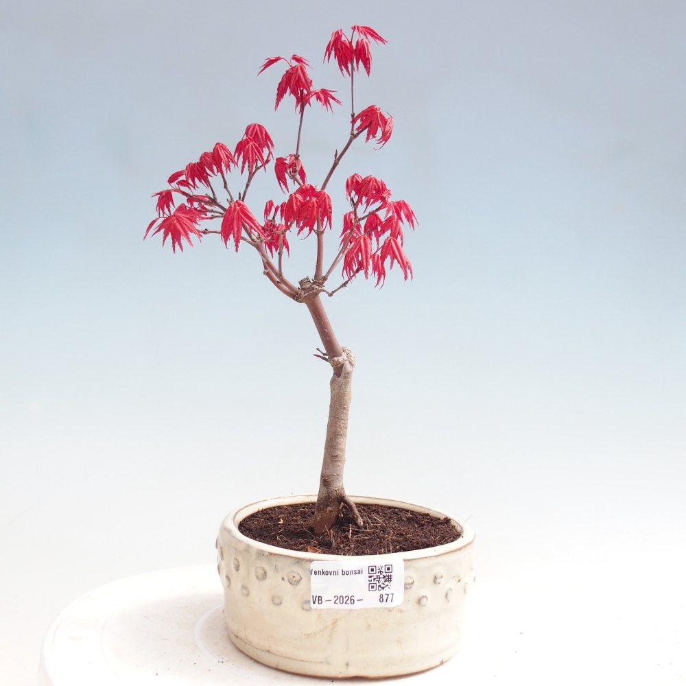 Bonsai da esterno - Acer palmatum DESHOJO