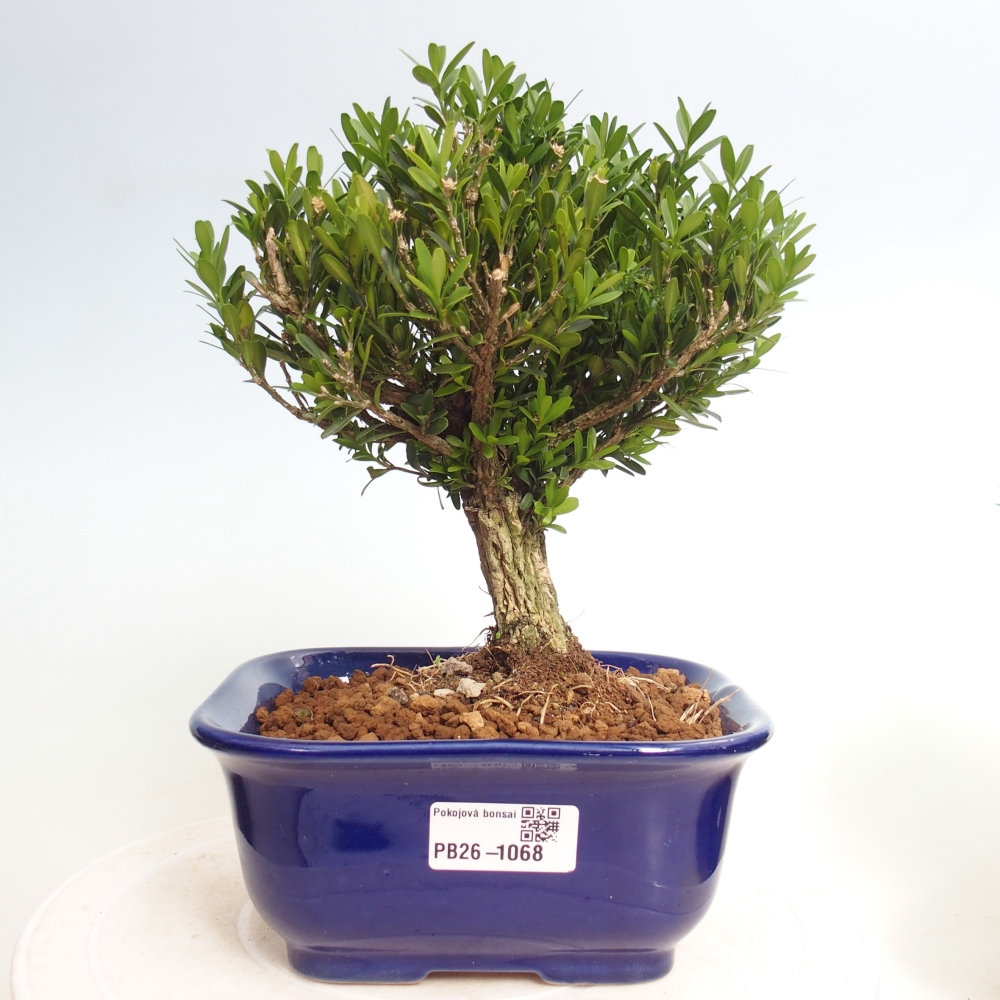 Camera bonsai - Buxus harlandii - buxus da sughero