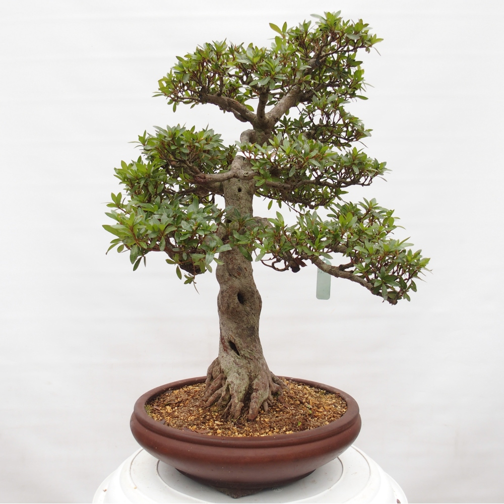 Bonsai da esterno - Azalea giapponese - Azalea Osakazumi