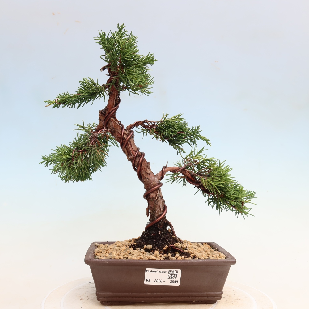 Bonsai da esterno - Juniperus chinensis Kishu