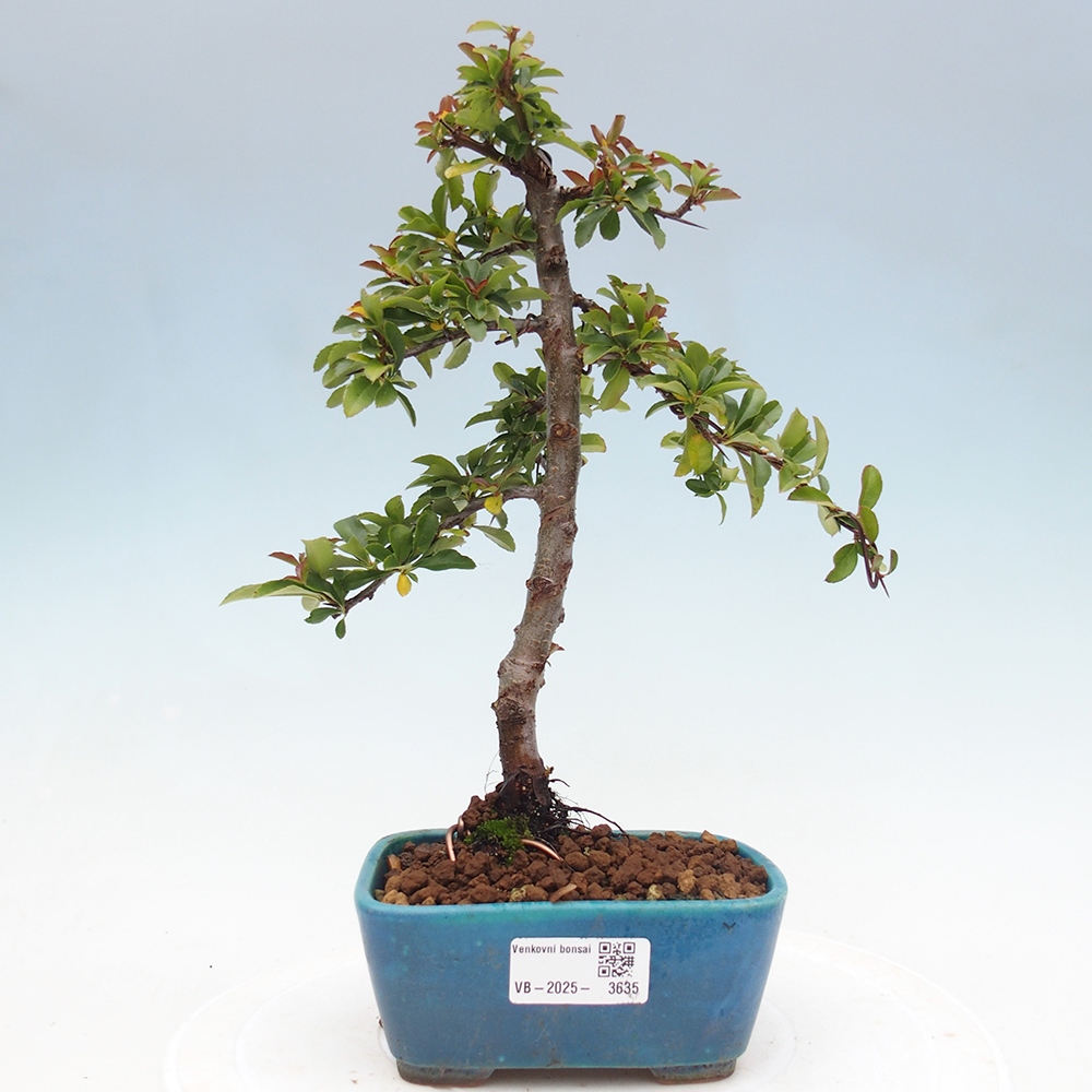 Bonsai da esterno-Pyracantha Teton -Hlox