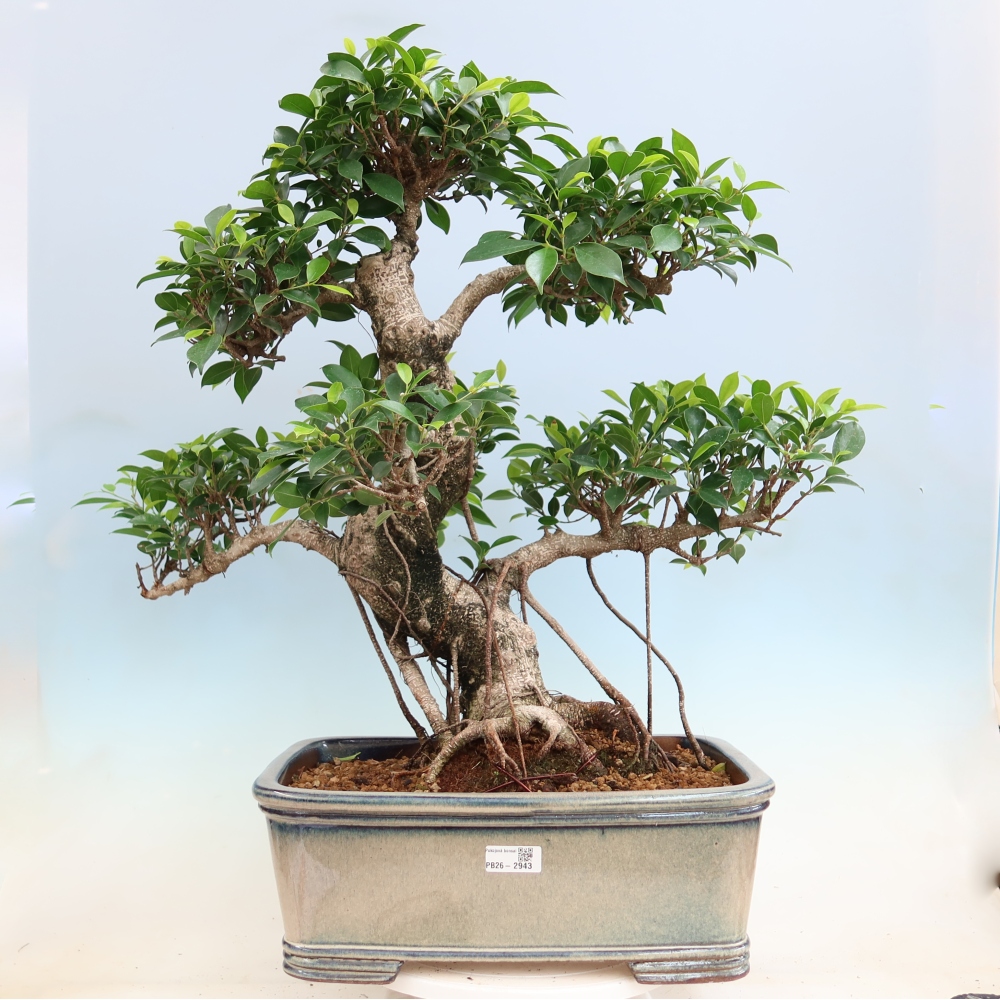 Camera bonsai - Ficus kimmen - ficus a foglie piccole