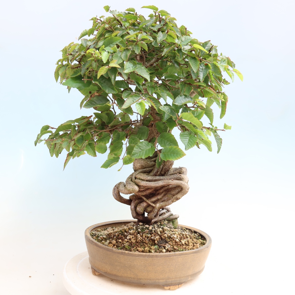 Bonsai da esterno -Carpinus CARPINOIDES - Carpino coreano