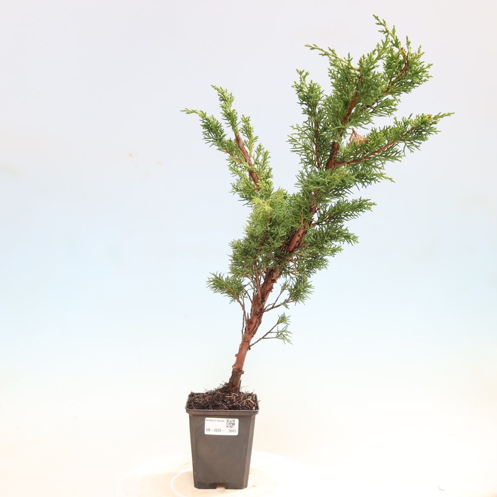Bonsai da esterno - Juniperus chinensis Kishu