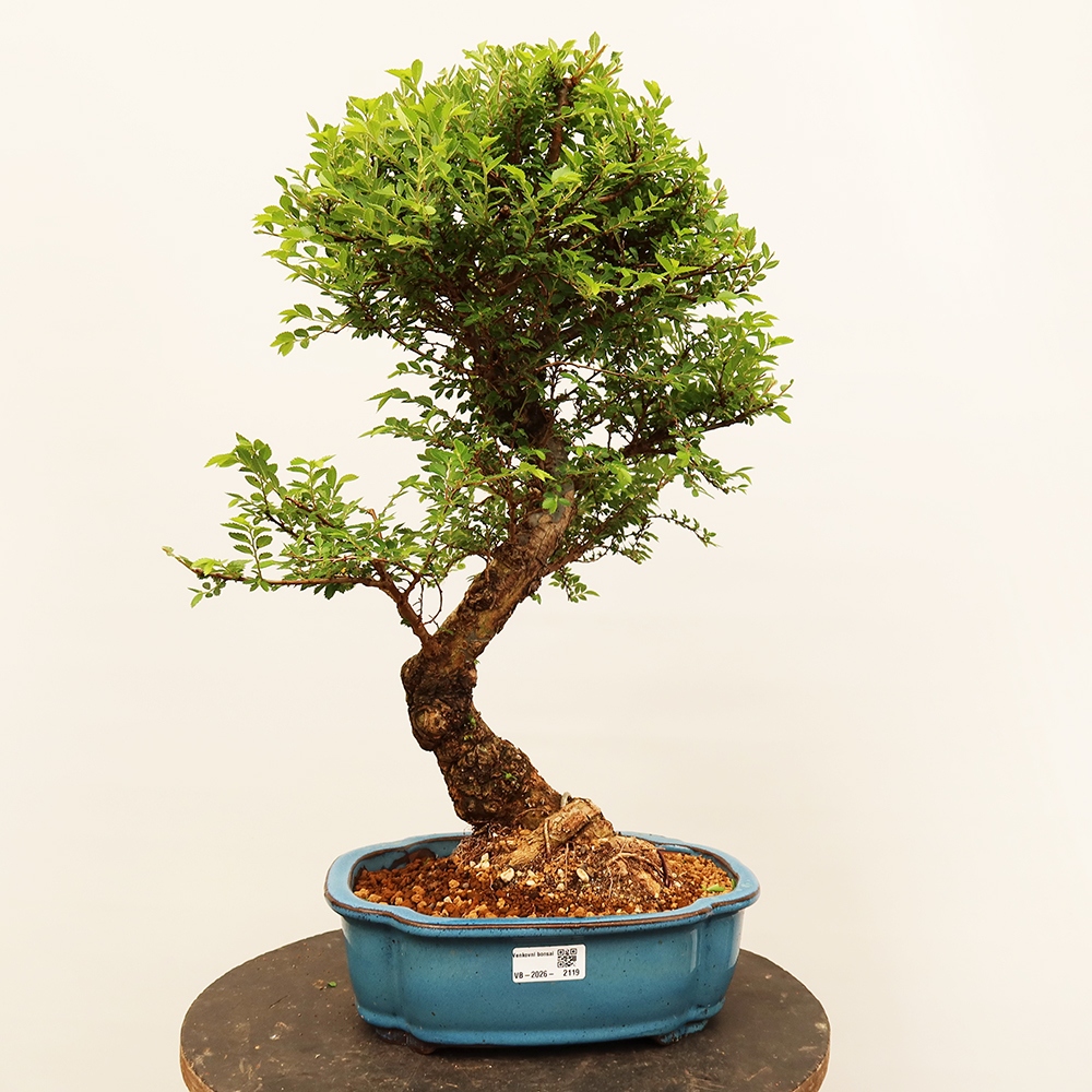Bonsai da esterno - Zelkova - Zelkova NIRE
