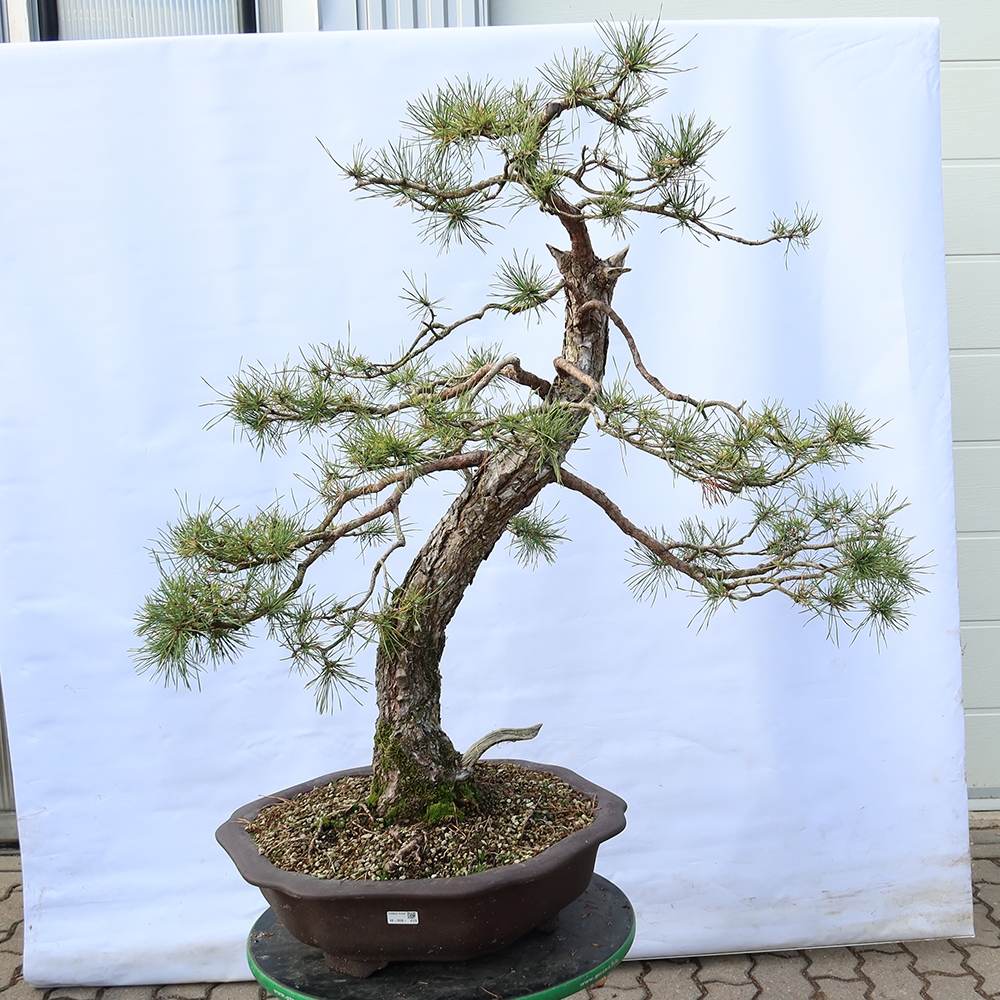 Pinus sylvestris Spagna - pino silvestre
