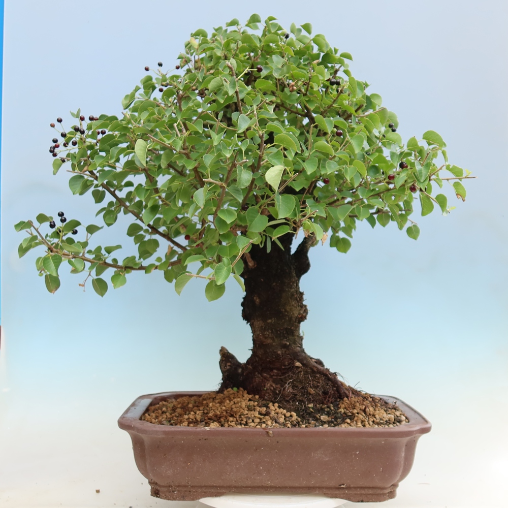 Bonsai da esterno - Mahalebka - Prunus mahaleb