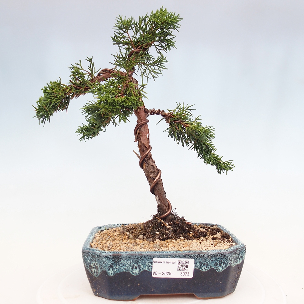 Bonsai da esterno - Juniperus chinensis Kishu