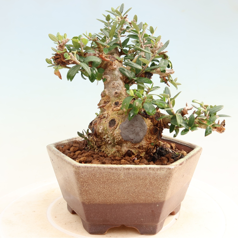 Bonsai da interno - Olea europaea sylvestris