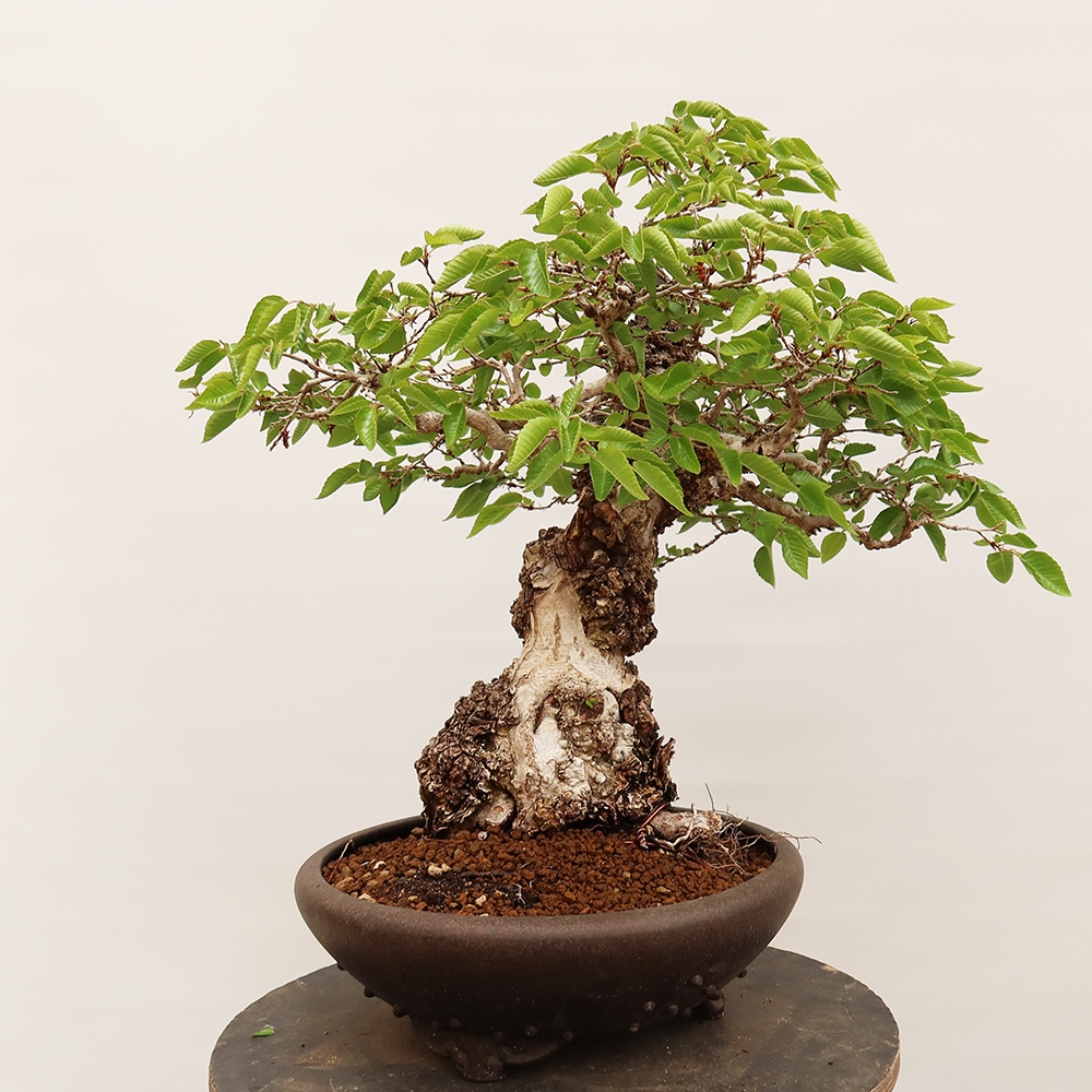 Bonsai da esterno -Carpinus Coreana - Carpino coreano