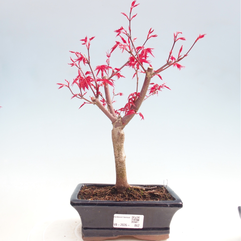 Bonsai da esterno - Acer palmatum DESHOJO