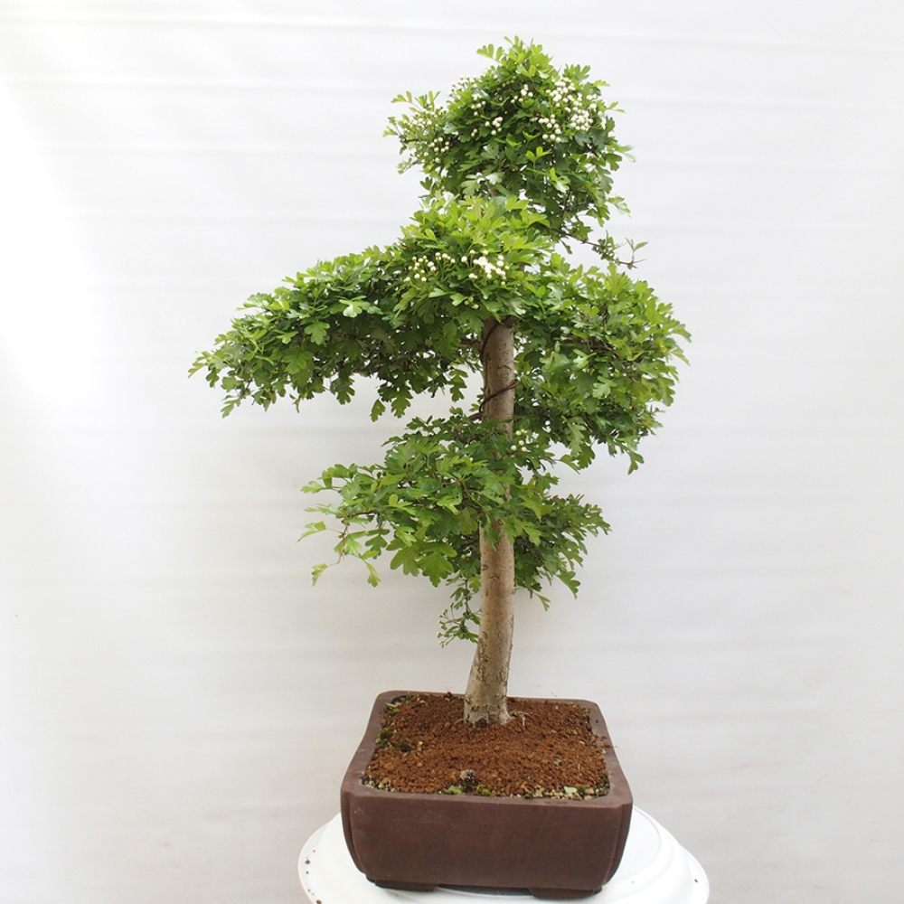 Bonsai da esterno - Biancospino - Crataegus monogyna