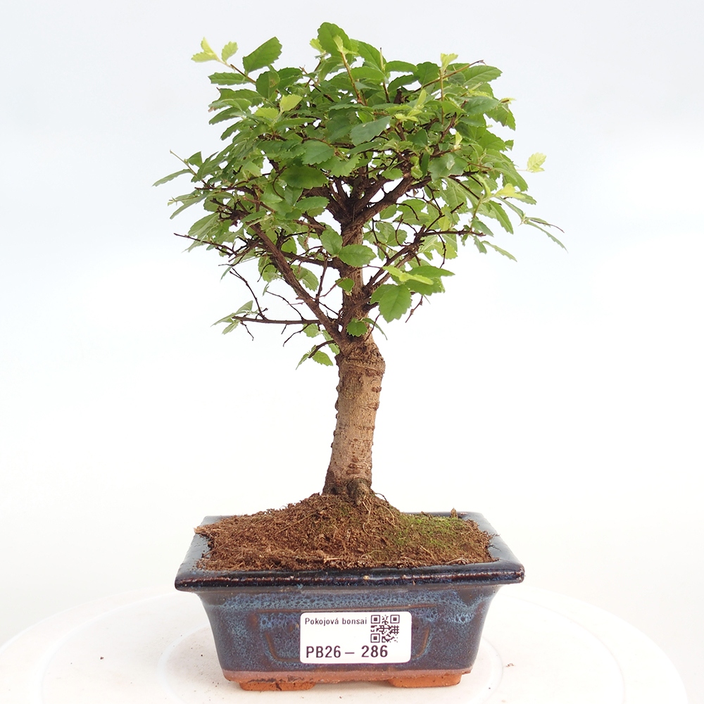 Camera bonsai - Ulmus parvifolia - Olmo a foglie piccole