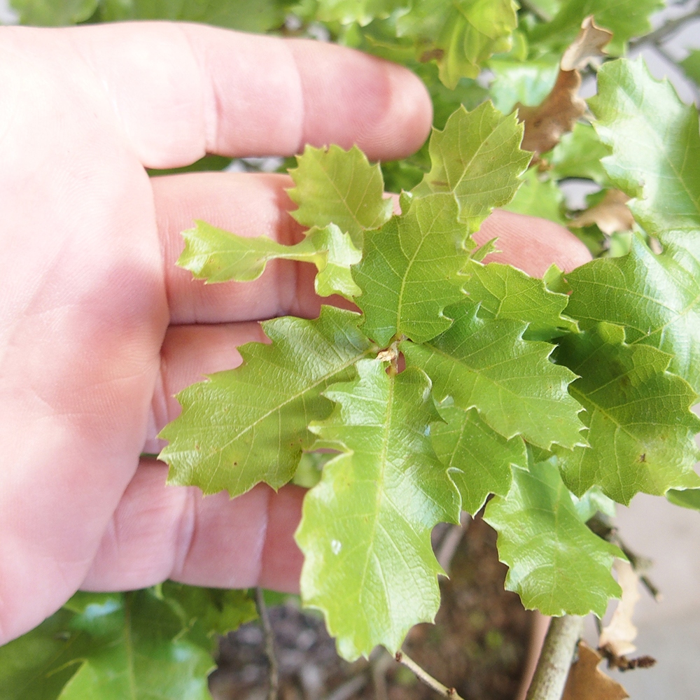 Bonsai da esterno Quercus Cerris - Quercia Cer