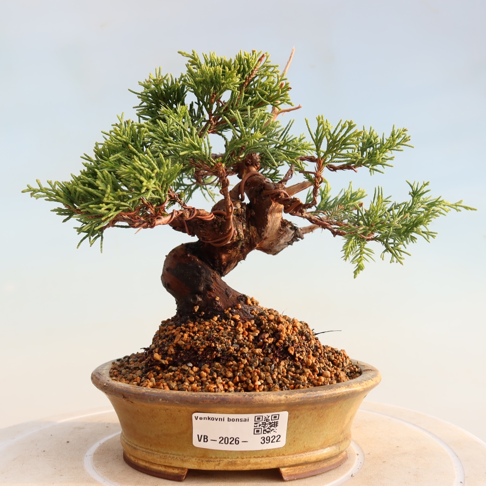 Bonsai da esterno - Juniperus chinensis Itoigawa