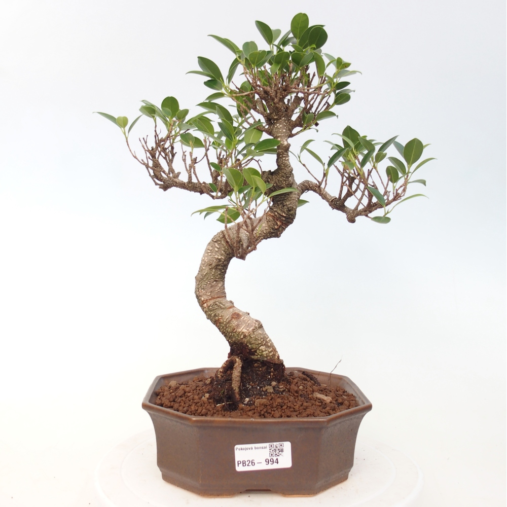 Camera bonsai - Ficus retusa - ficus a foglie piccole