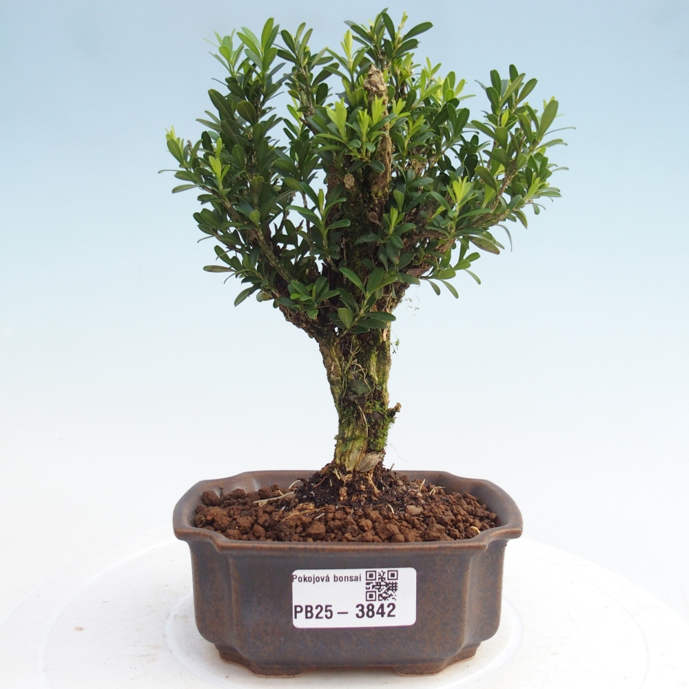 Camera bonsai - Buxus harlandii - buxus da sughero