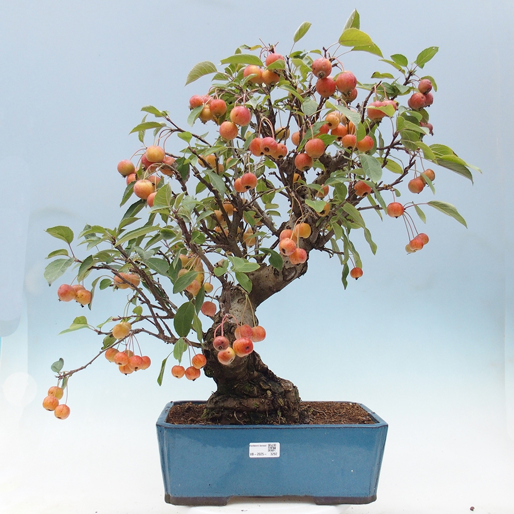 Bonsai da esterno -Malus halliana - Melo a frutto piccolo