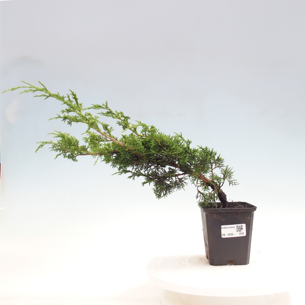 Bonsai da esterno - Juniperus chinensis Itoigawa