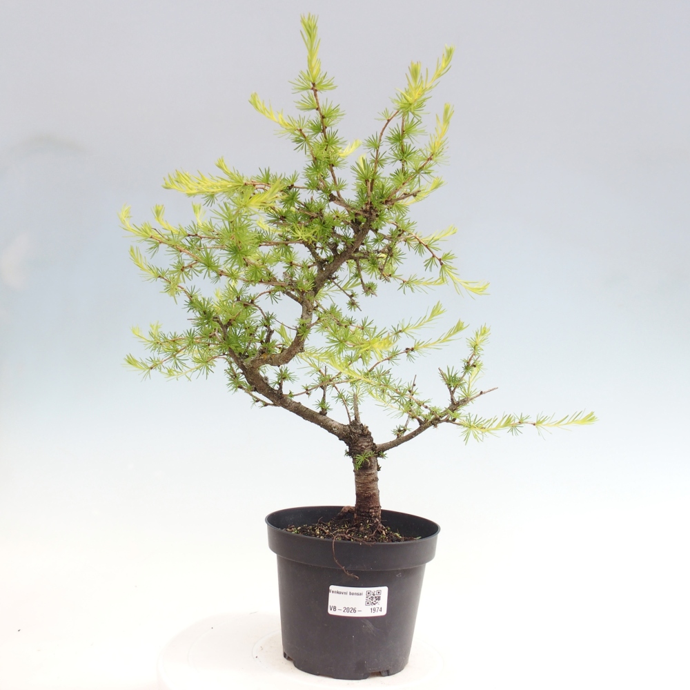 Bonsai da esterno -Larix decidua - Larice