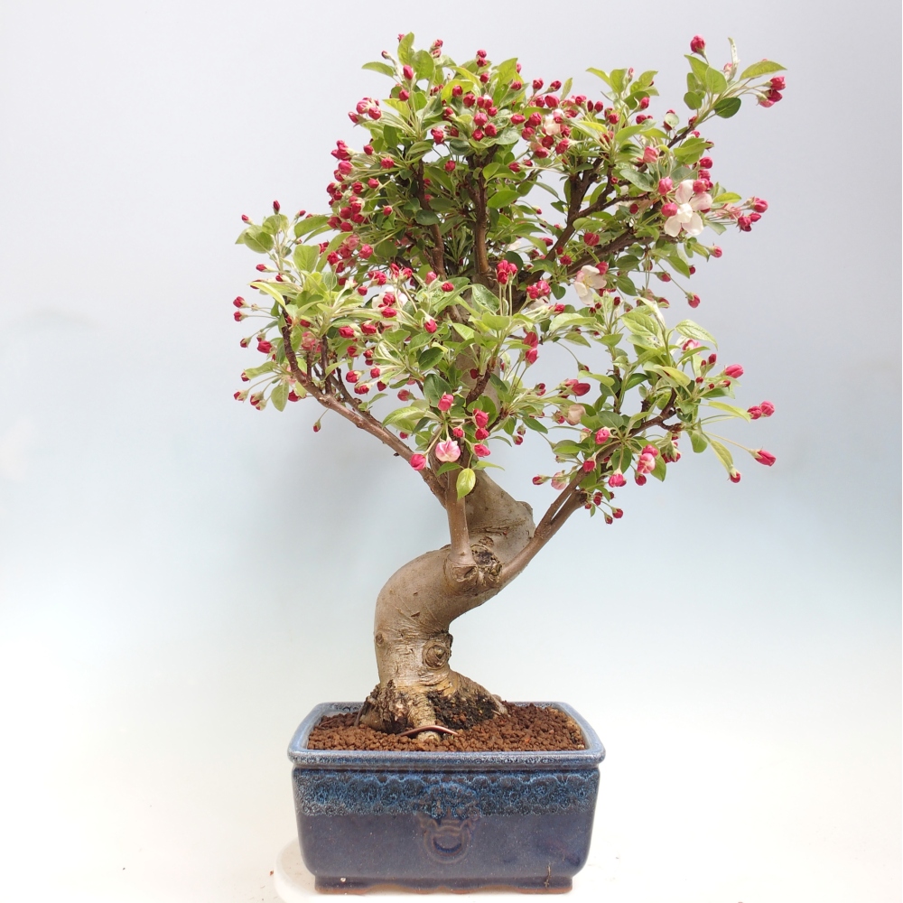 Bonsai da esterno -Malus halliana - Melo a frutto piccolo