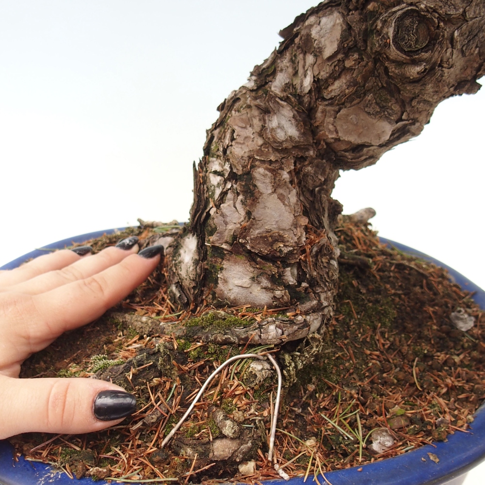 Bonsai da esterno - Pinus parviflora - Pinus parviflora