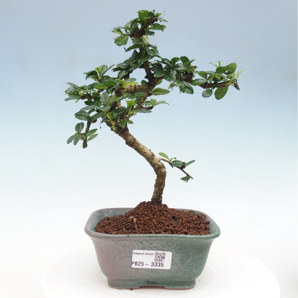 Camera bonsai - Carmona macrophylla - Tea fuki