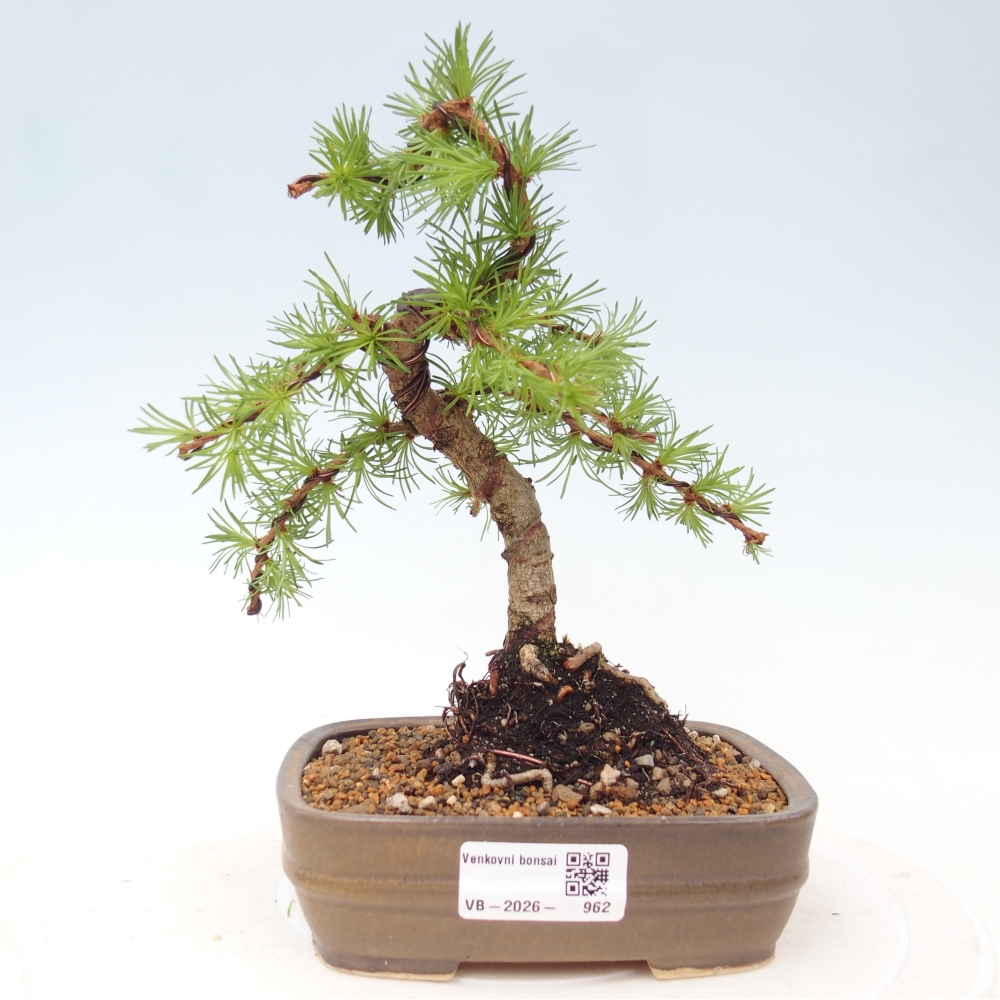 Bonsai da esterno - Larix Kaempferi - Larice giapponese