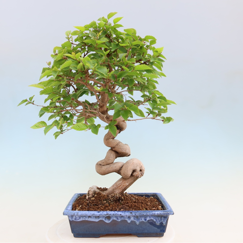 Bonsai da esterno -Carpinus Coreana - Carpino coreano