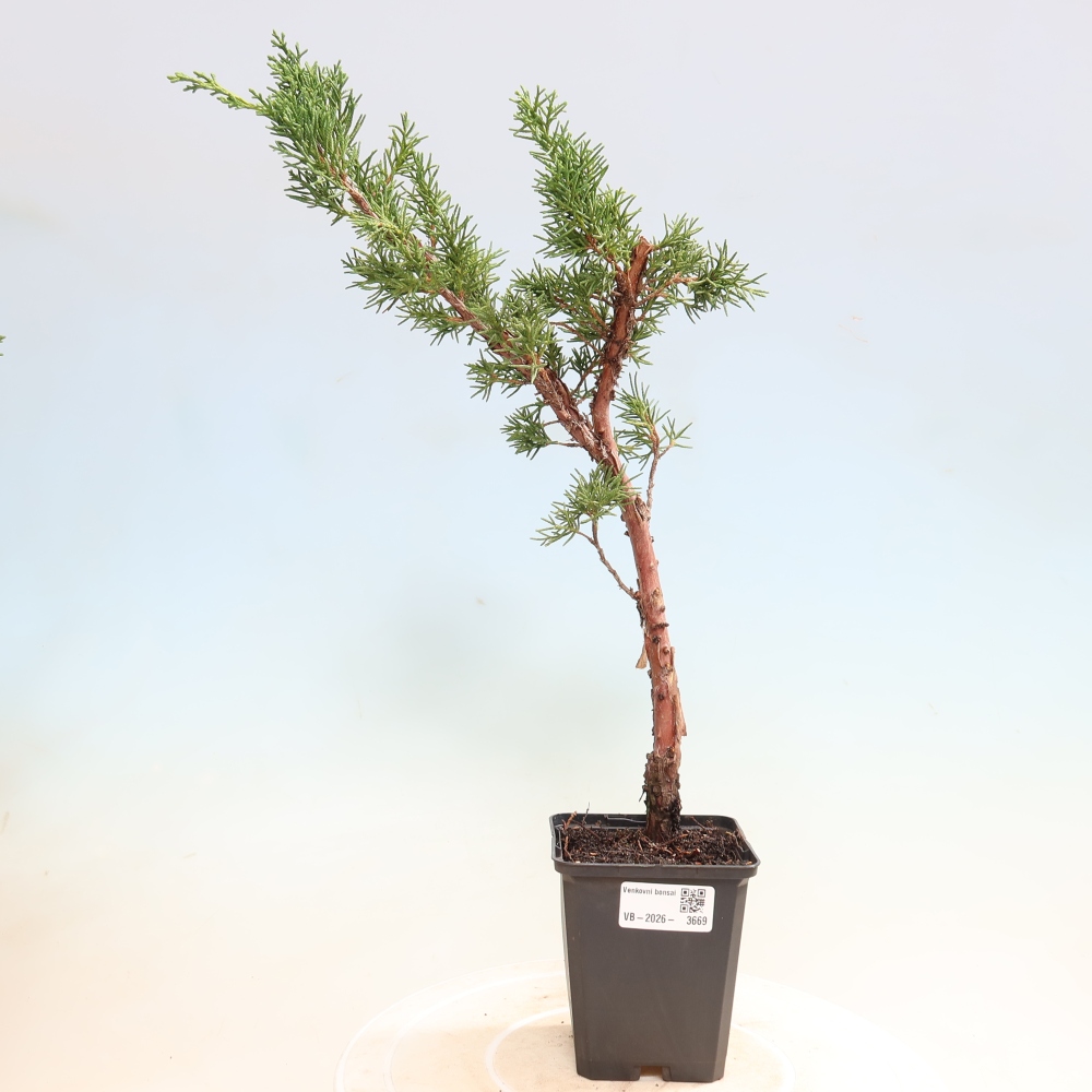 Bonsai da esterno - Juniperus chinensis Kishu