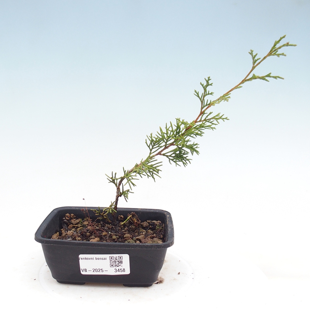 Bonsai da esterno - Juniperus chinensis Itoigawa