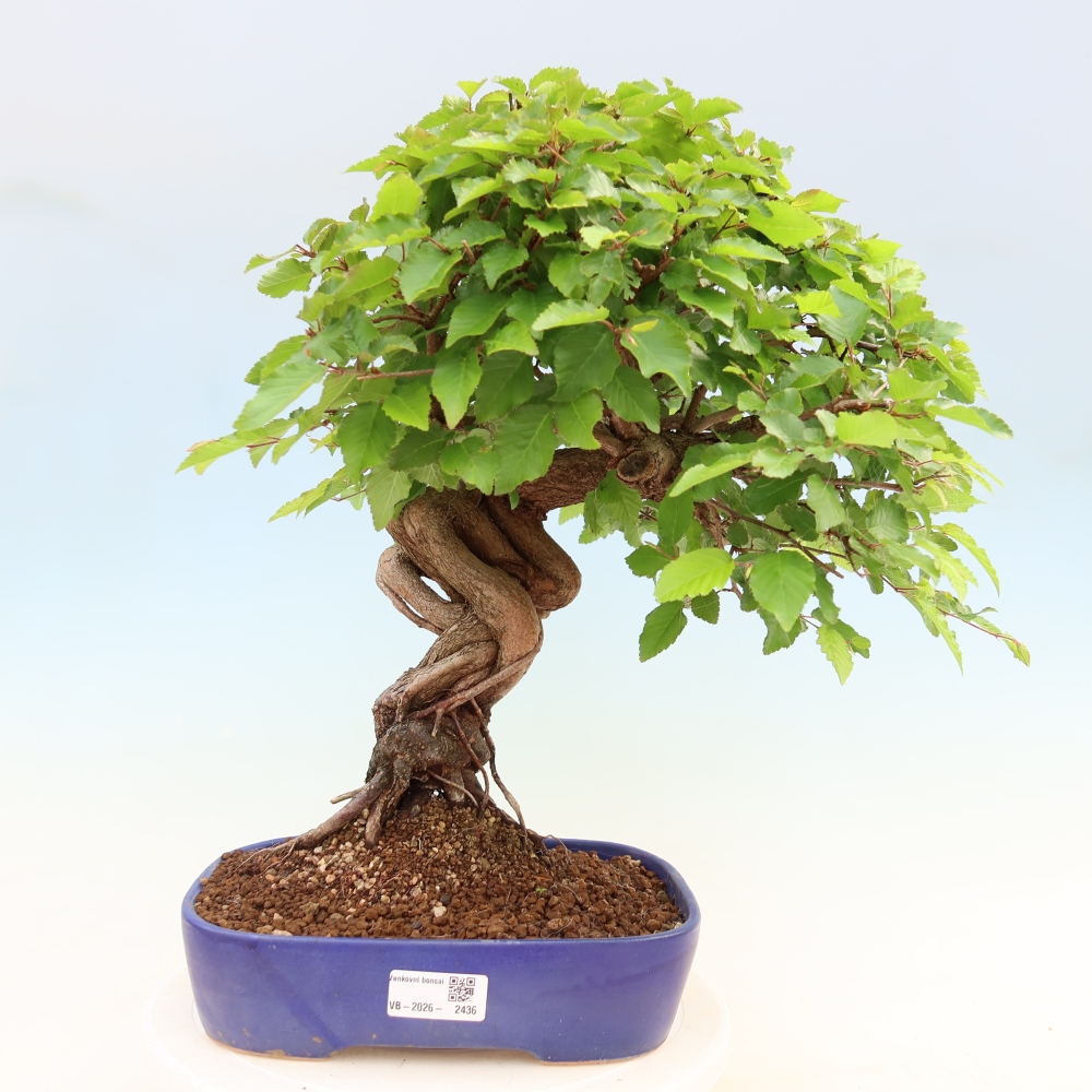 Bonsai da esterno -Carpinus Coreana - Carpino coreano