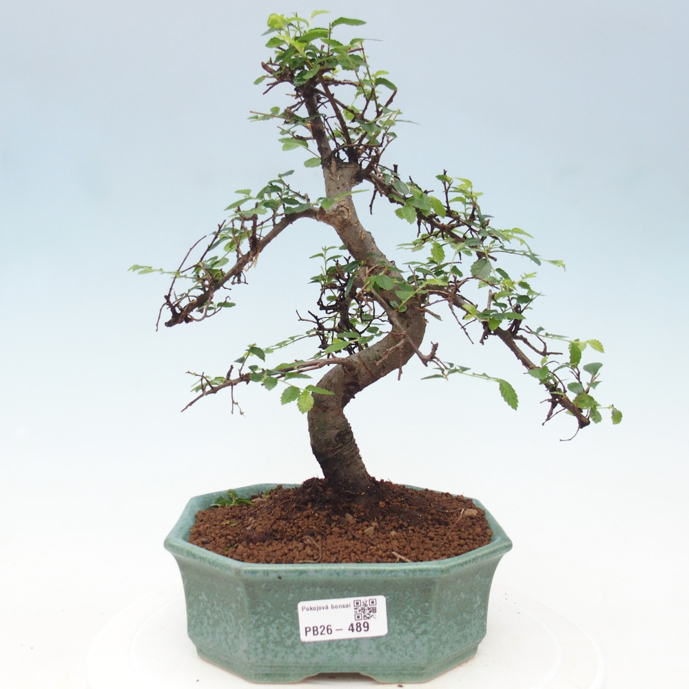 Camera bonsai - Ulmus parvifolia - Olmo a foglie piccole