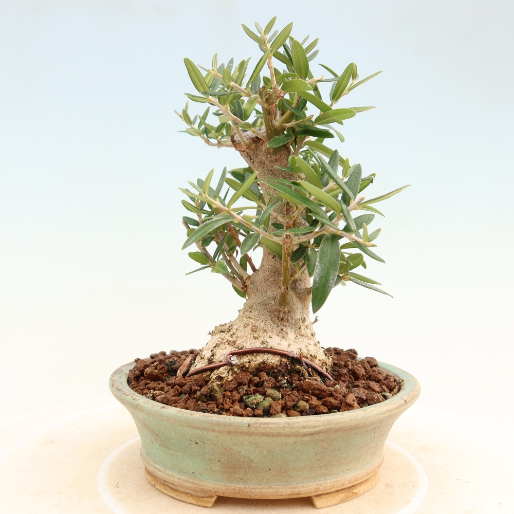 Bonsai da interno - Olea europaea sylvestris