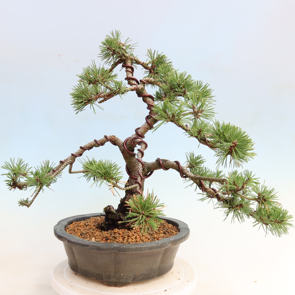 Bonsai da esterno - Pinus mugo Humpy  - Pino mugo