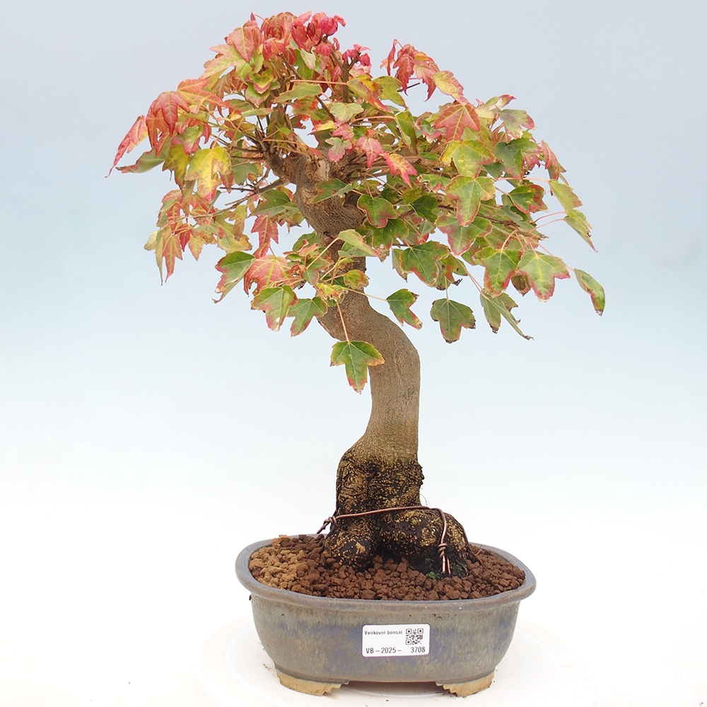 Bonsai da esterno - Acer Buergerianum - Acero di Burger