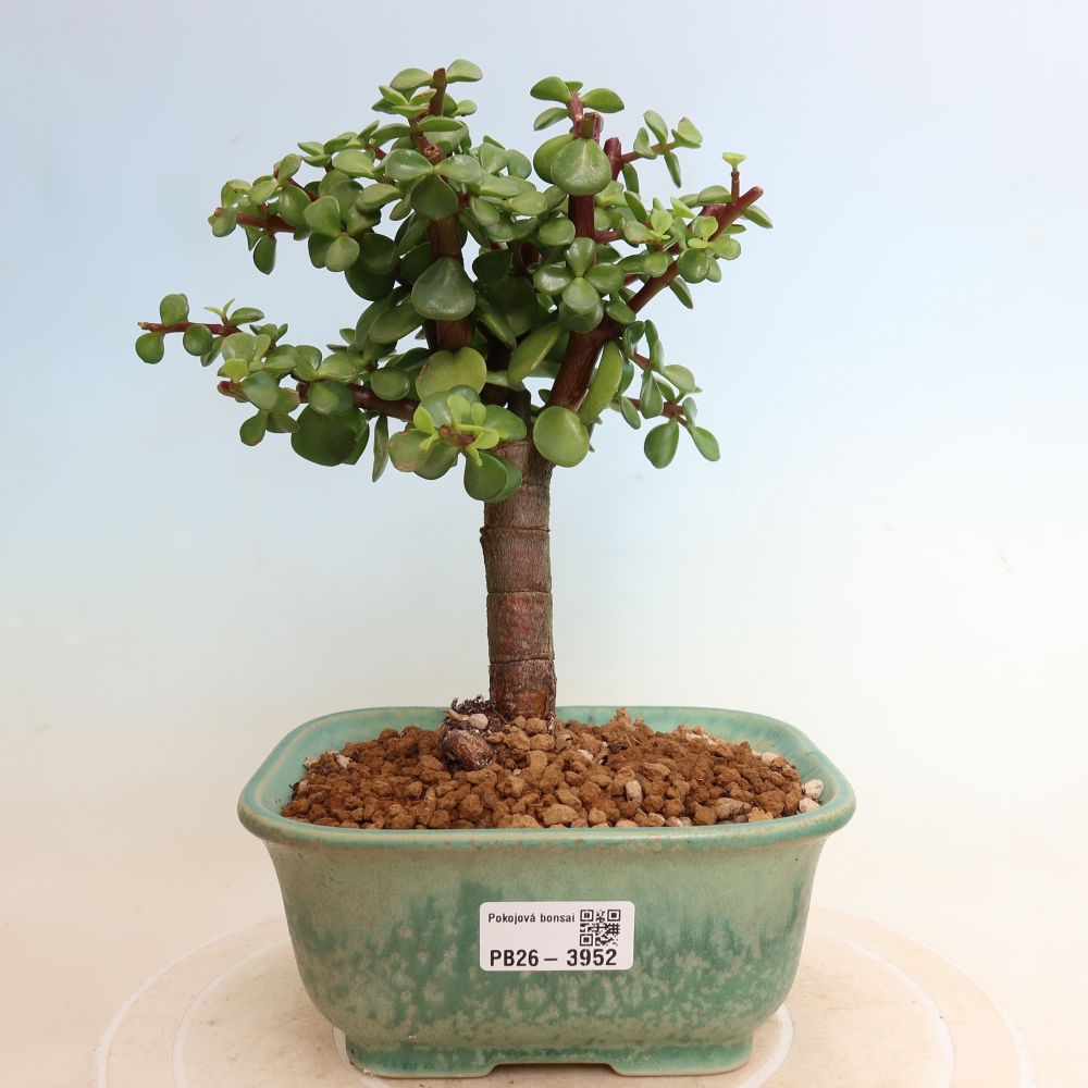 Camera bonsai - Portulakaria Afra - Tlustice