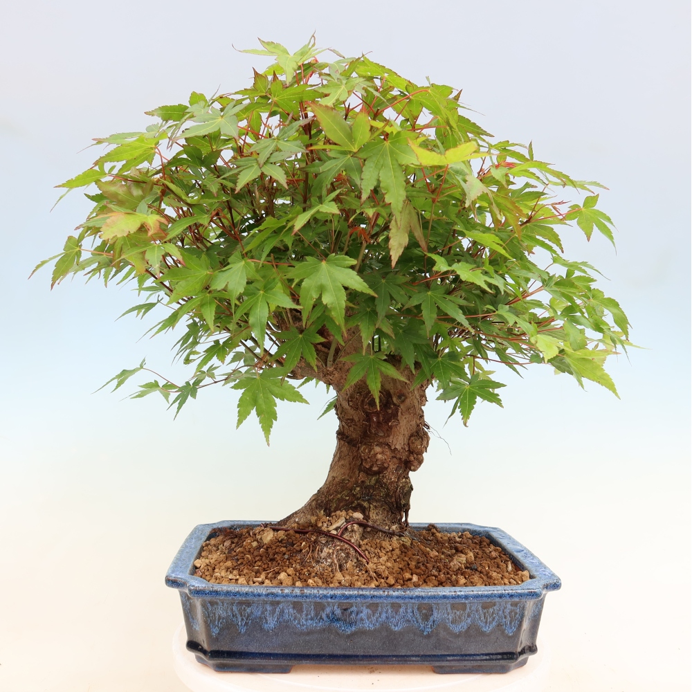 Bonsai da esterno - Acero Burger - Acer Burgerianum