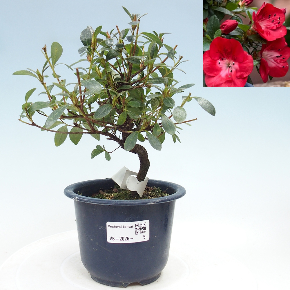 Bonsai da esterno - Azalea giapponese - Azalea Benibeni